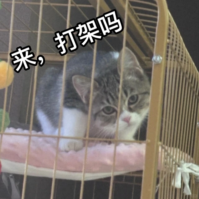 秋秋表情包第一弹