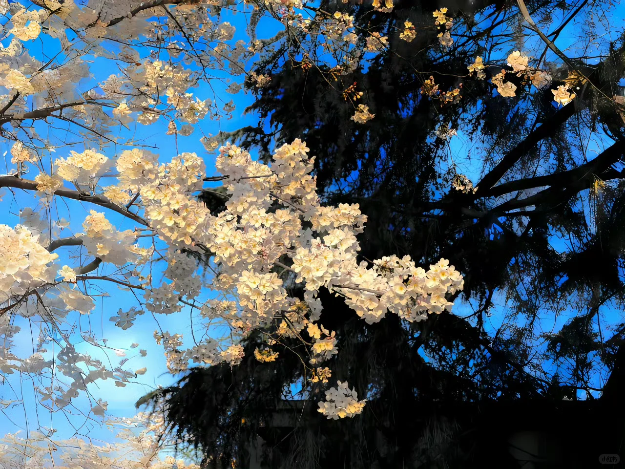 Wallpaper ｜平板裸眼3D高清壁纸