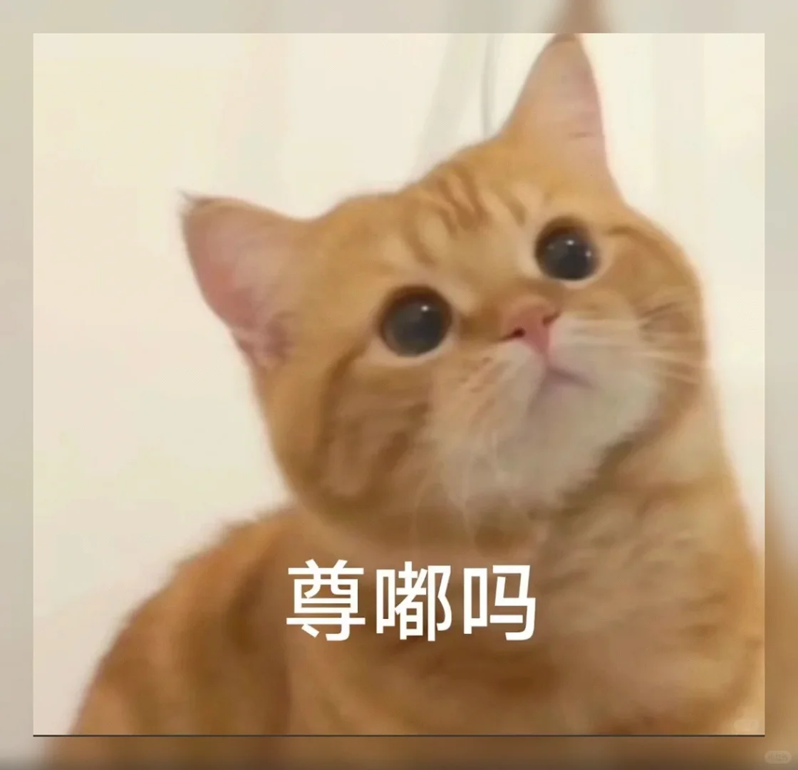 萌到犯规！🔥私藏99组治愈系聊天表情包，