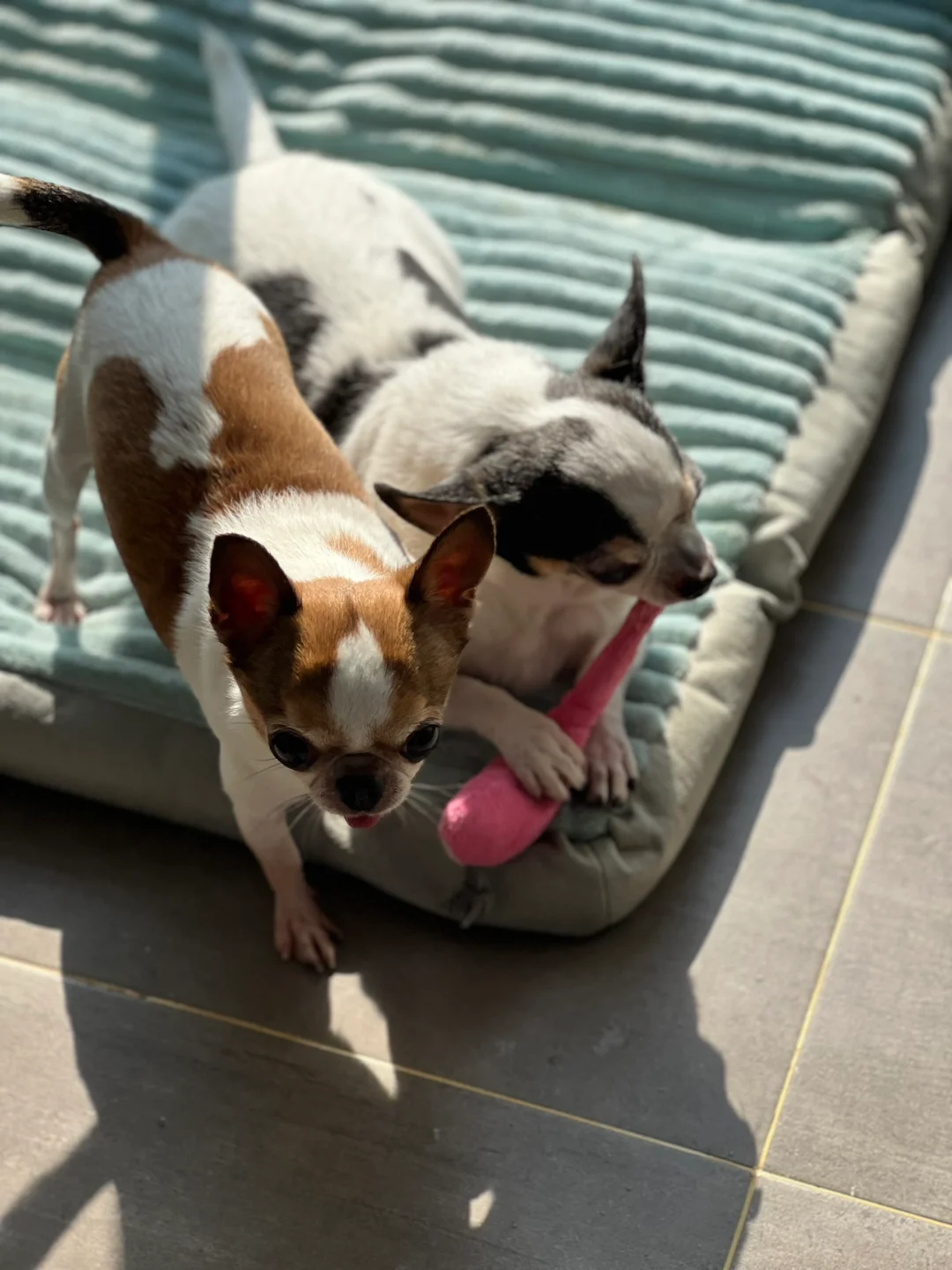 森森包包正在抢玩具