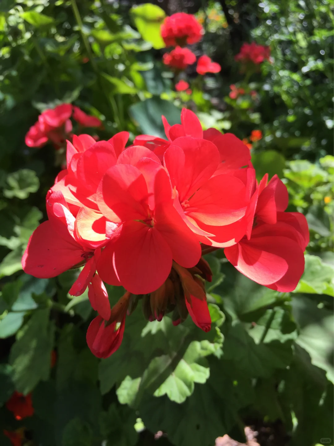 魅力多姿的植物：天竺葵