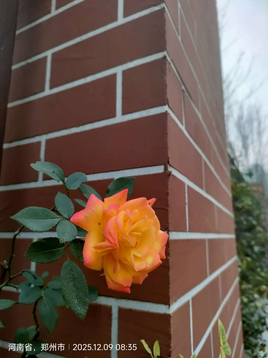 郑州冬日里娇艳的花