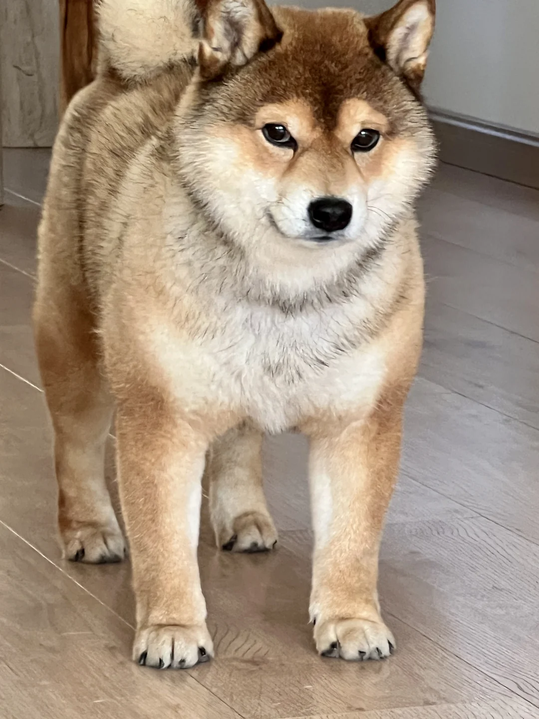 🐶：今天我将给所有人脸色看！