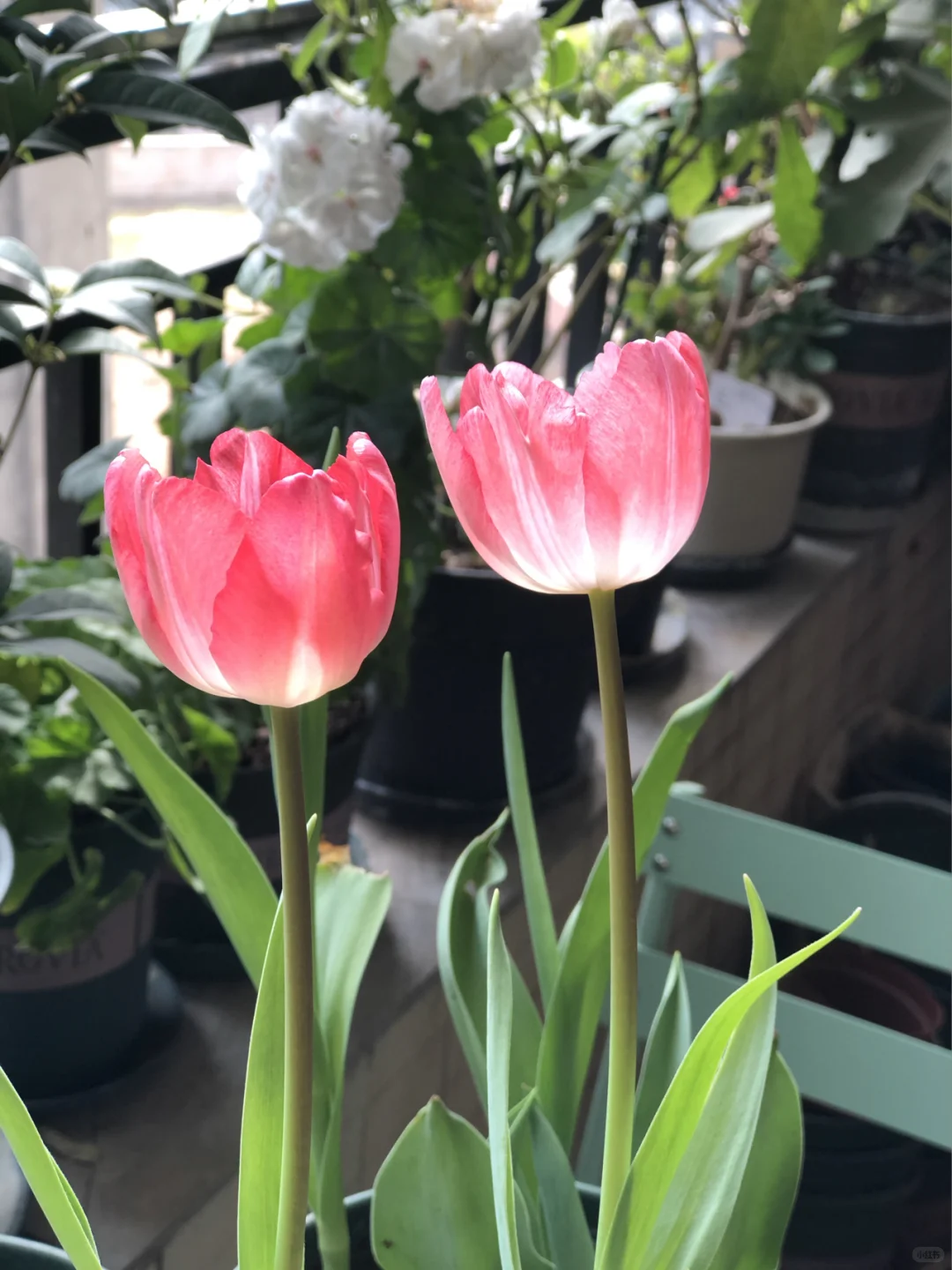 用娇艳欲滴来形容都不为过。