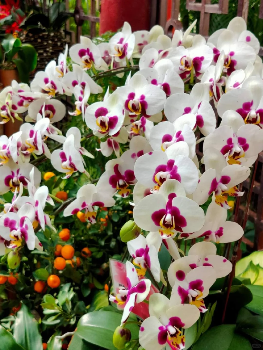 蘭花，靜、香，盡享美艷姿色