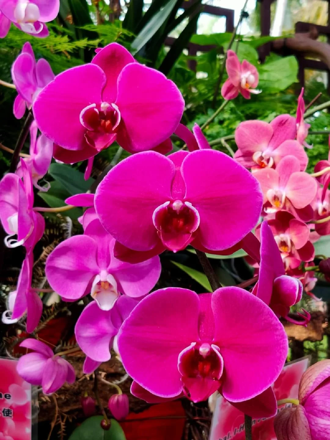 蘭花，靜、香，盡享美艷姿色