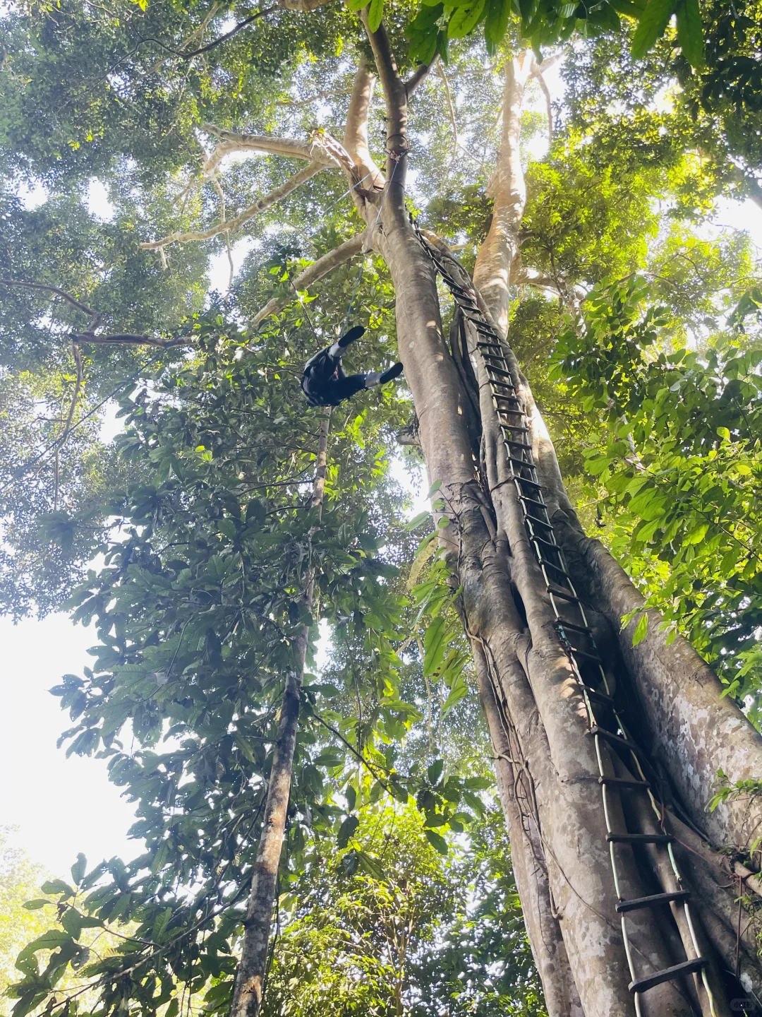 雨林徒步 穿越山野溪涧