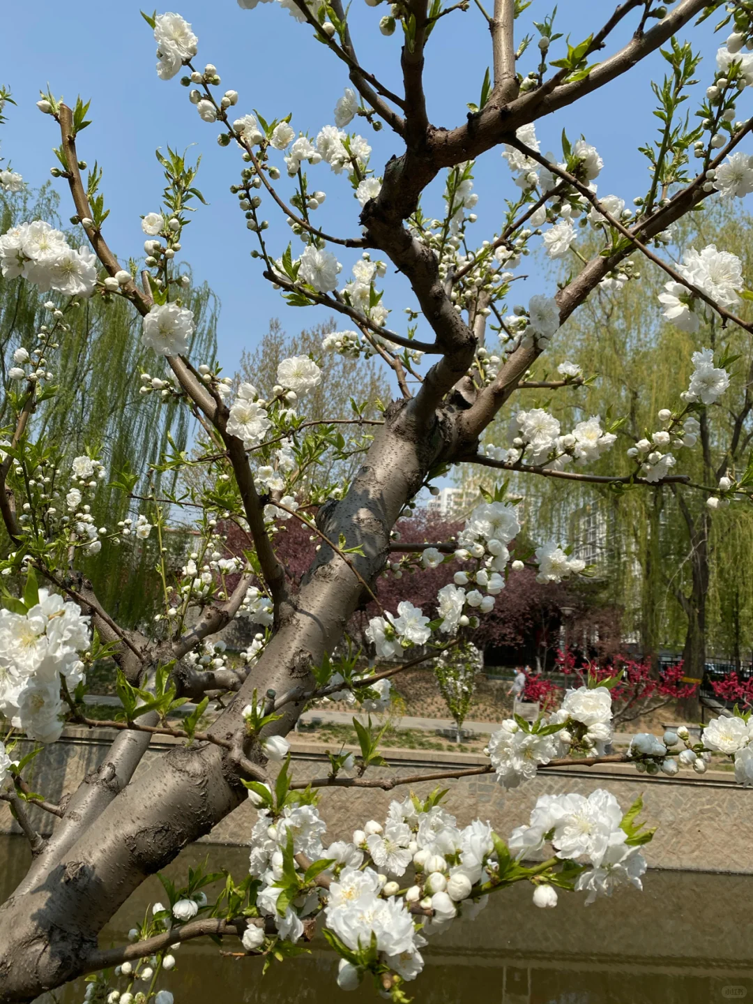 🌸🌸🌺🌺💐💐