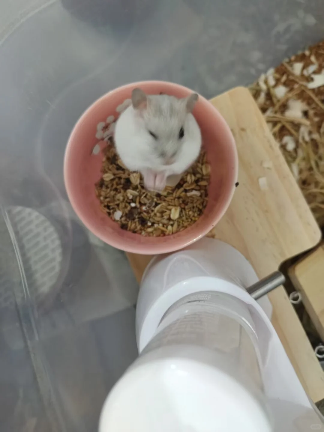 欣赏一下喜宝的媚眼