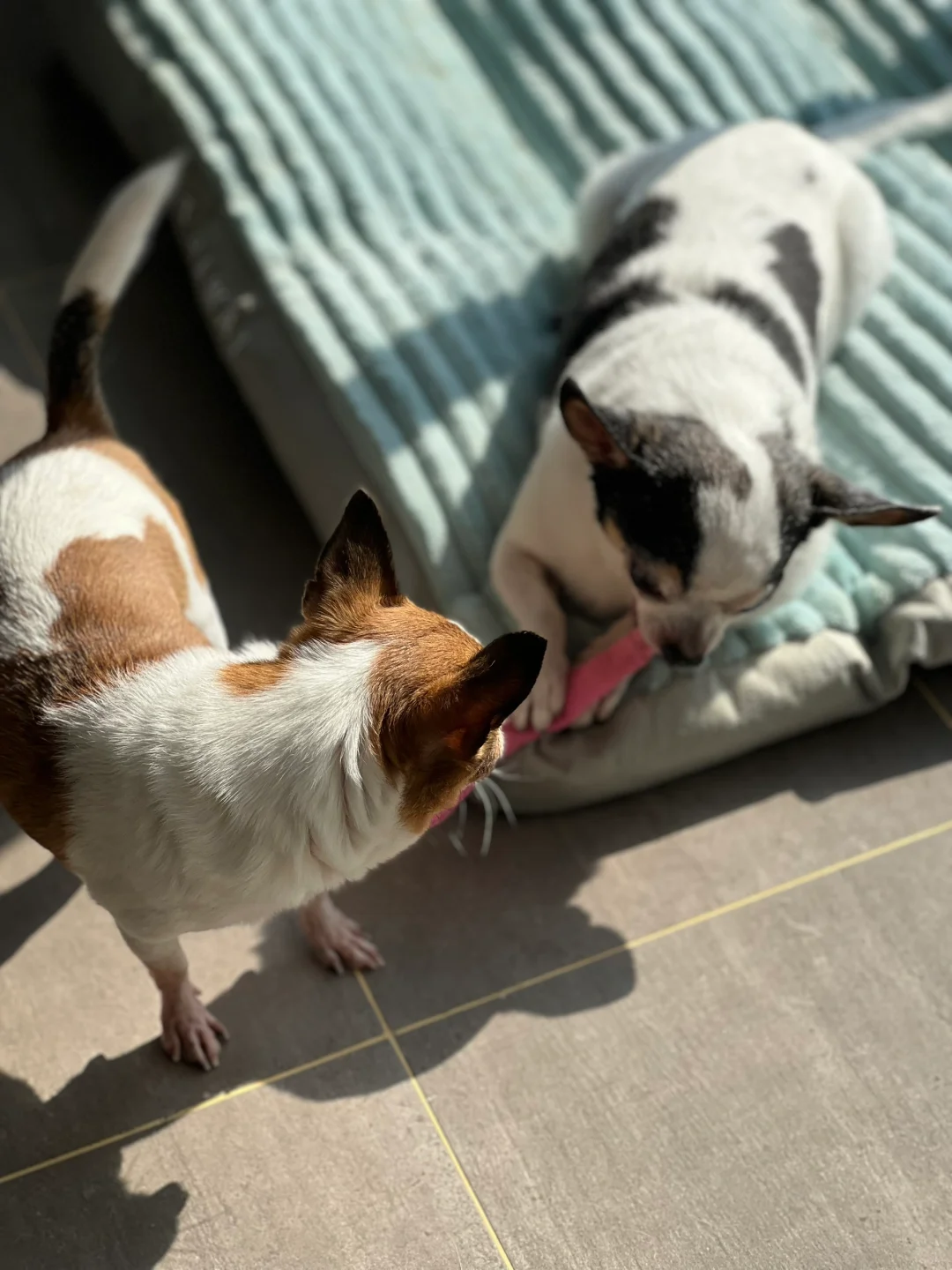 森森包包正在抢玩具