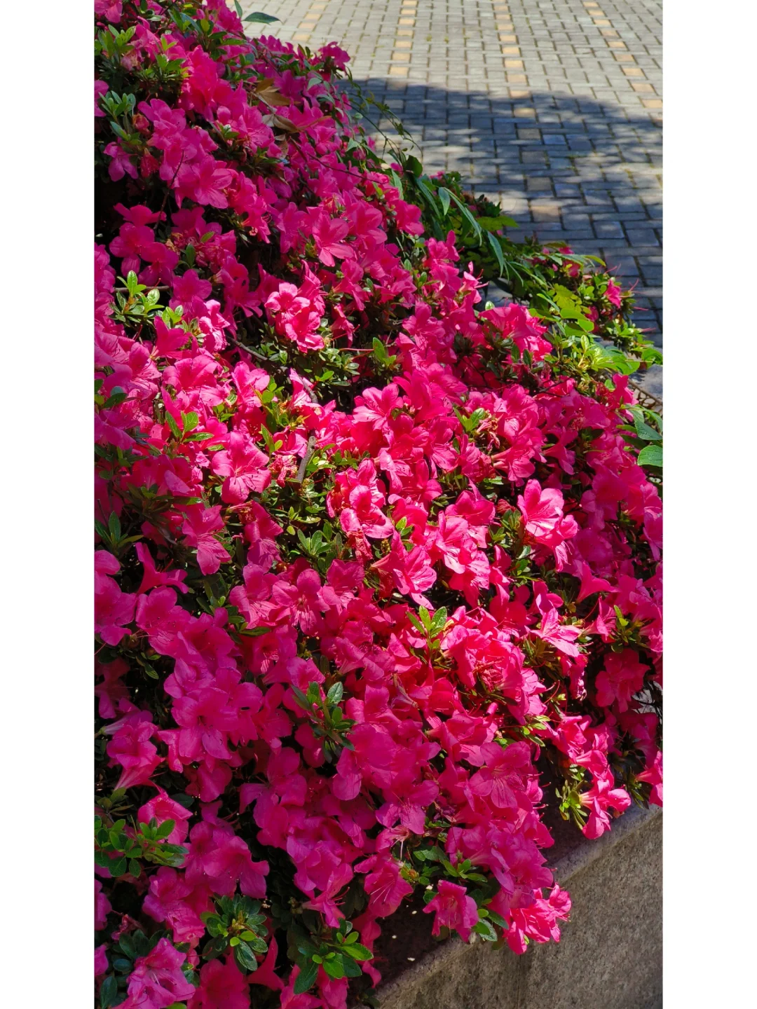 我终于明白了什么叫娇艳欲滴