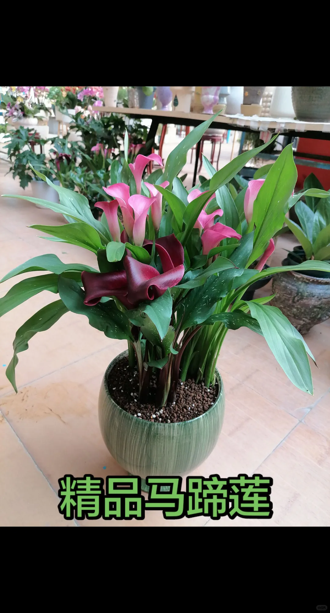 冬天开的最娇艳的花，马蹄莲