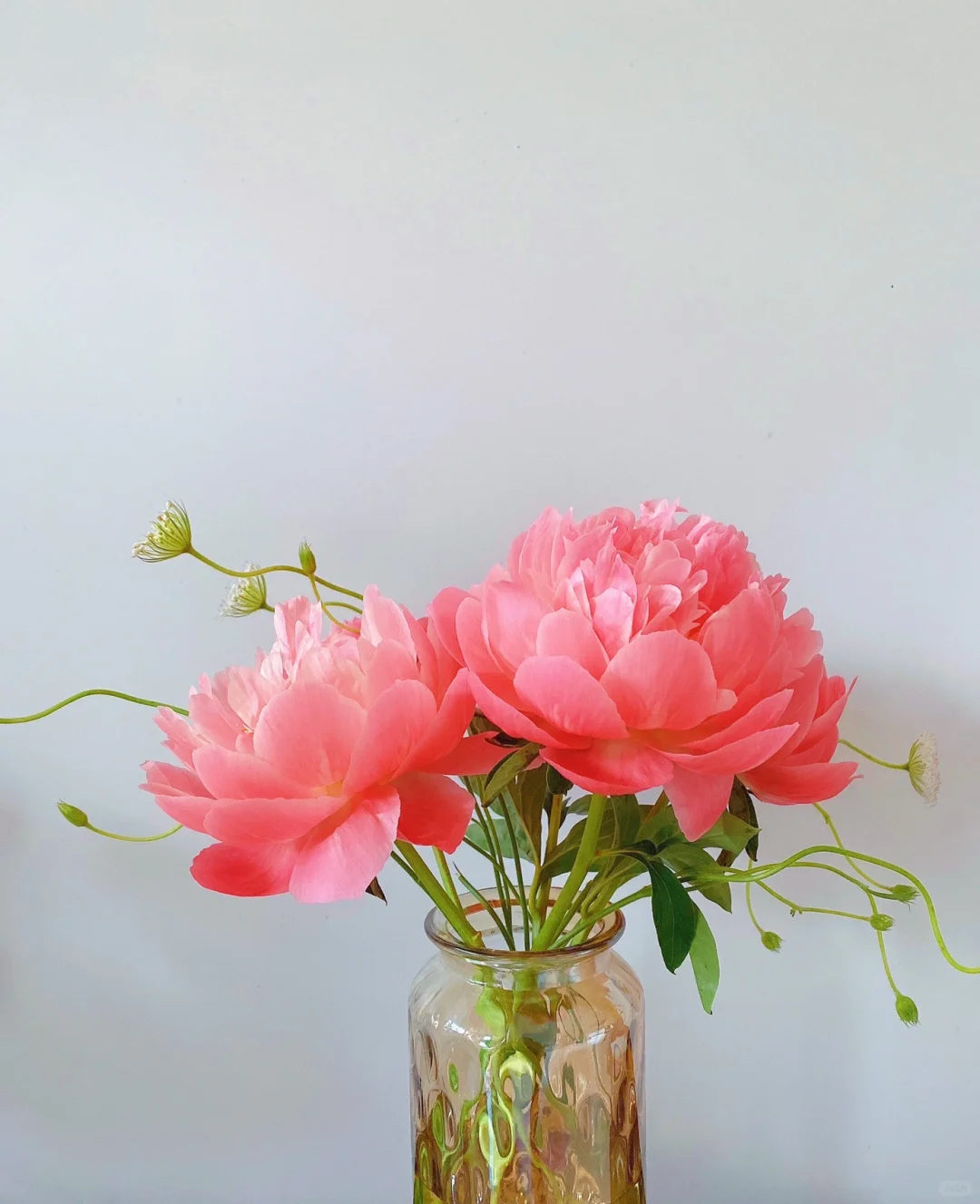 点缀叶间如绣——翠珠