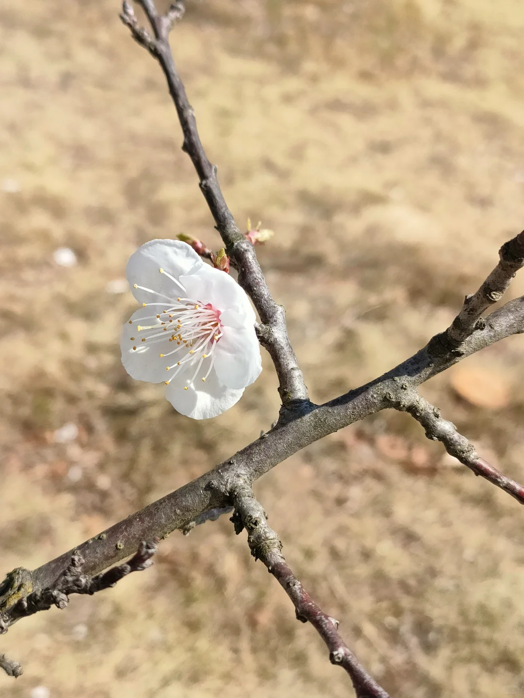 春物竞相妒，杏花应最娇
