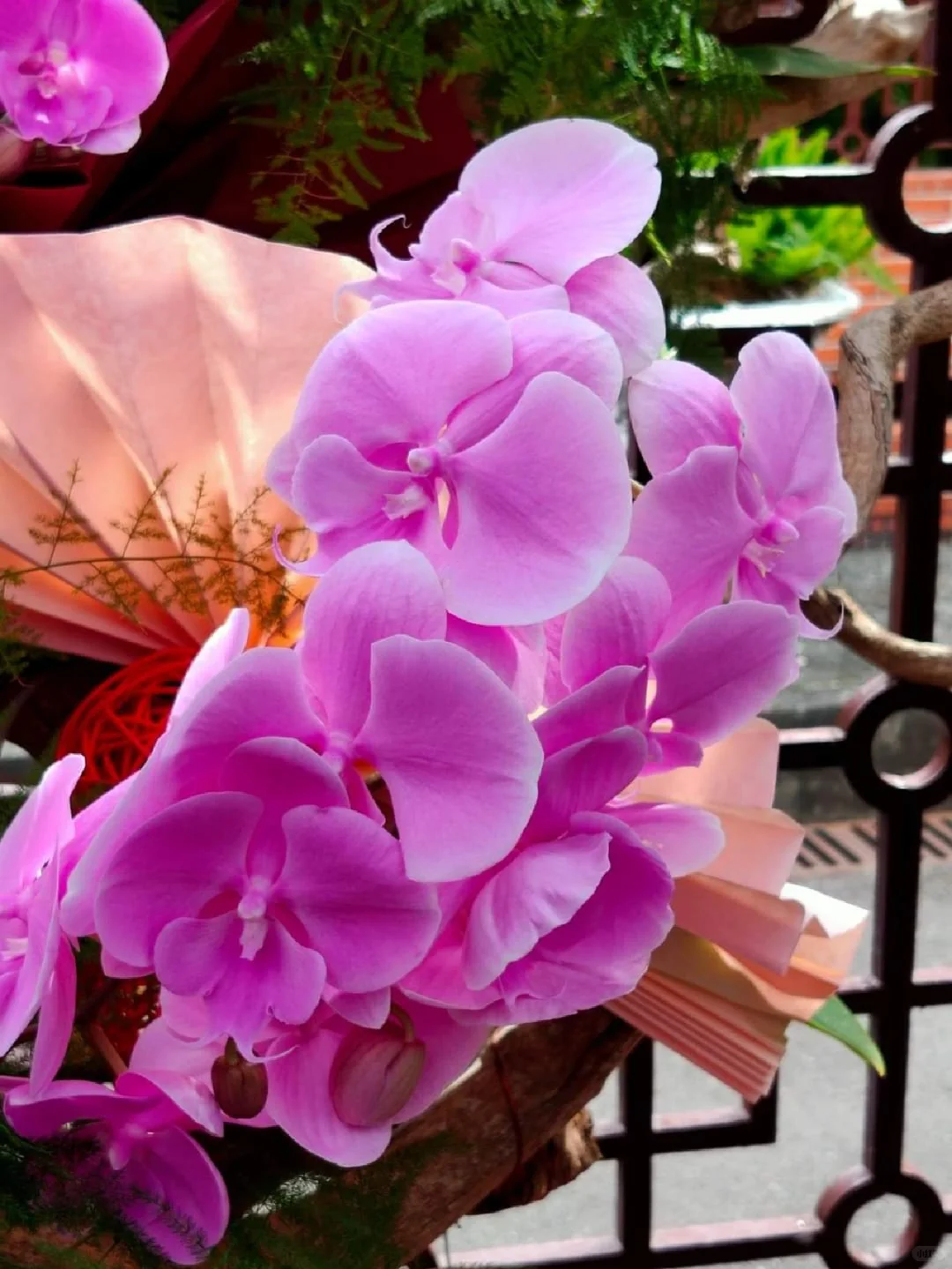 蘭花，靜、香，盡享美艷姿色