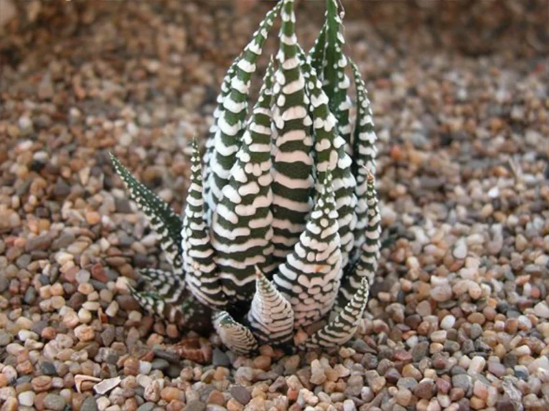 植物科普｜懒人植物的“节水秘籍”