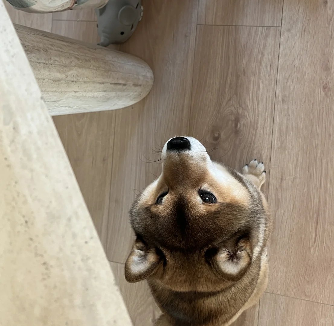 🐶：今天我将给所有人脸色看！