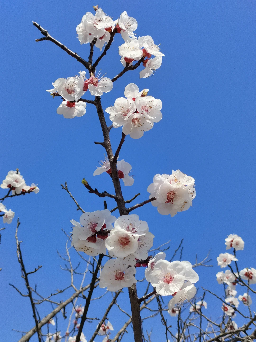 春物竞相妒，杏花应最娇