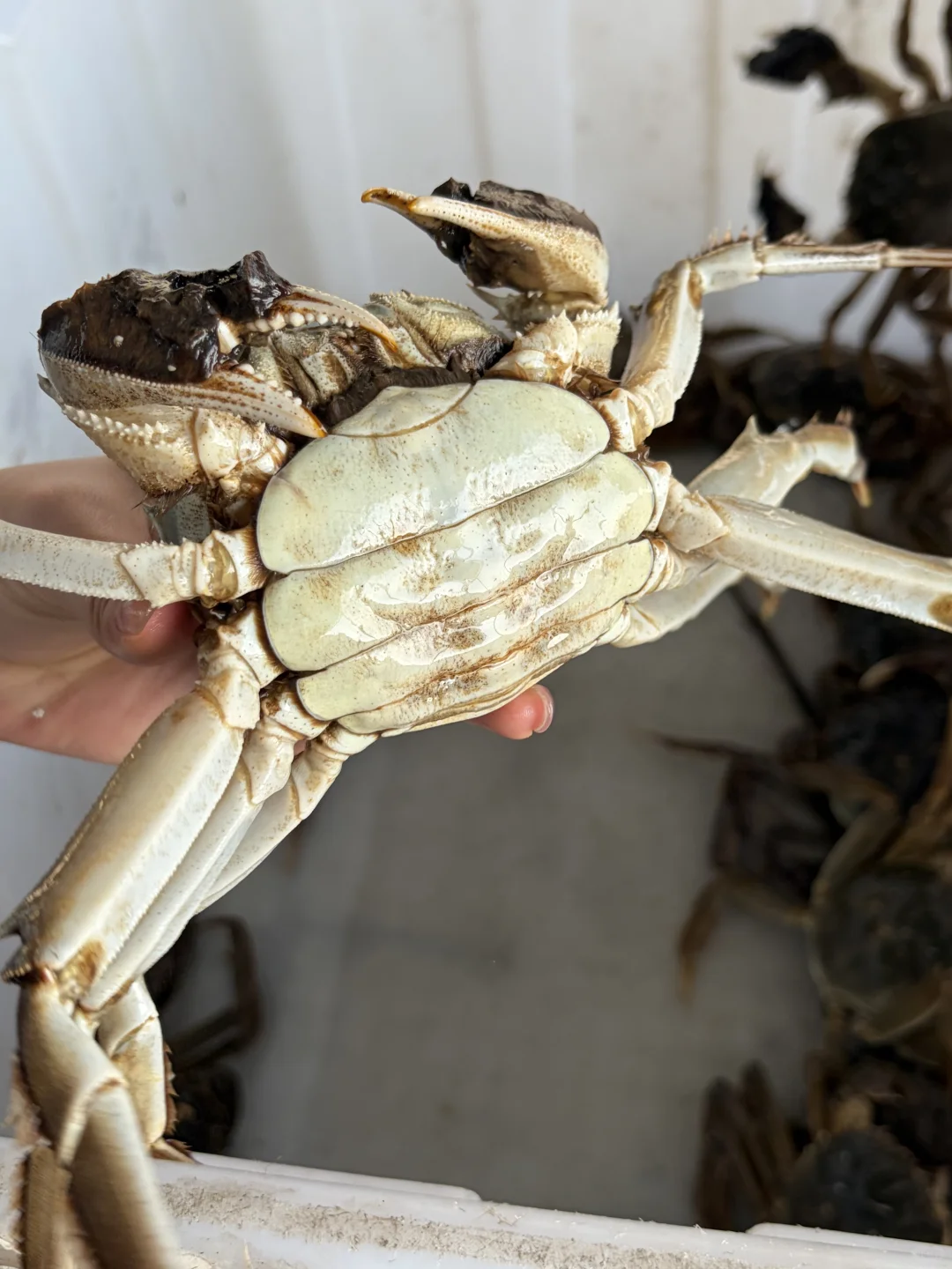 大降温！大残母蟹肥成红薯精了🤣