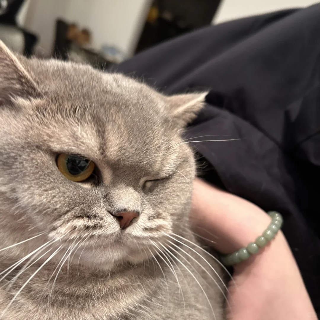 左滑看超绝媚眼猫～