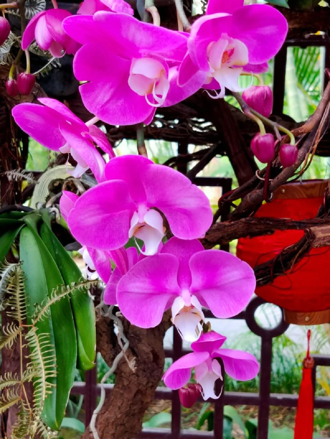 蘭花，靜、香，盡享美艷姿色