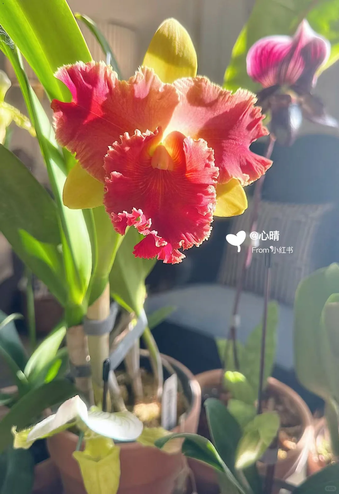 卡特兰魔术师开花记录