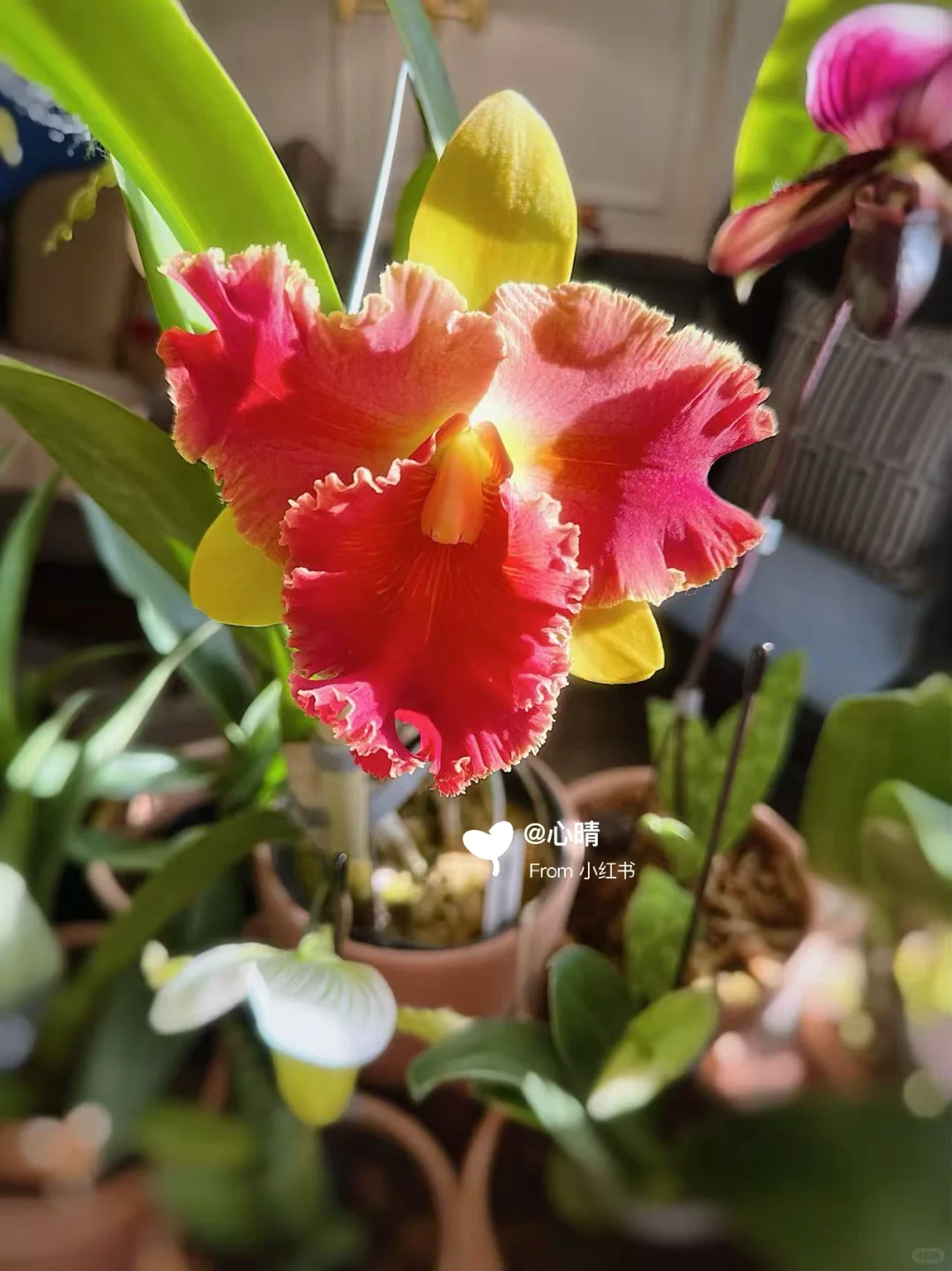 卡特兰魔术师开花记录