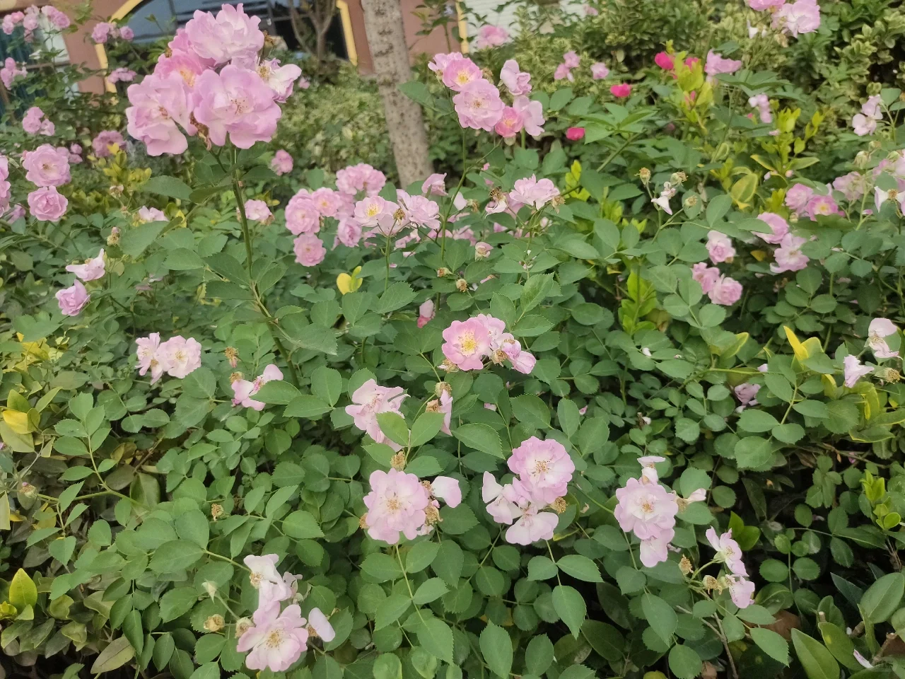 婀娜多姿的月季🌹