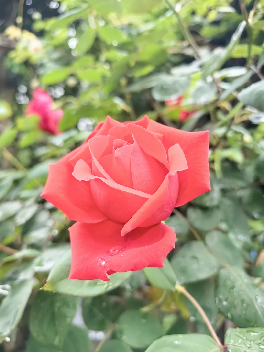 收集春天的小确幸～娇艳欲滴