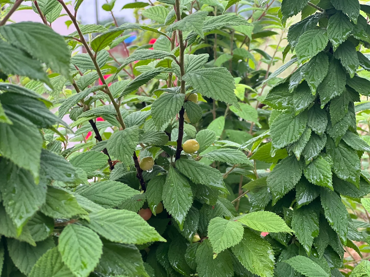 #娇艳欲滴有了具象化的描述