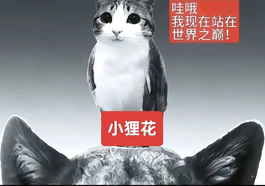 自存秦彻相关抽象文案