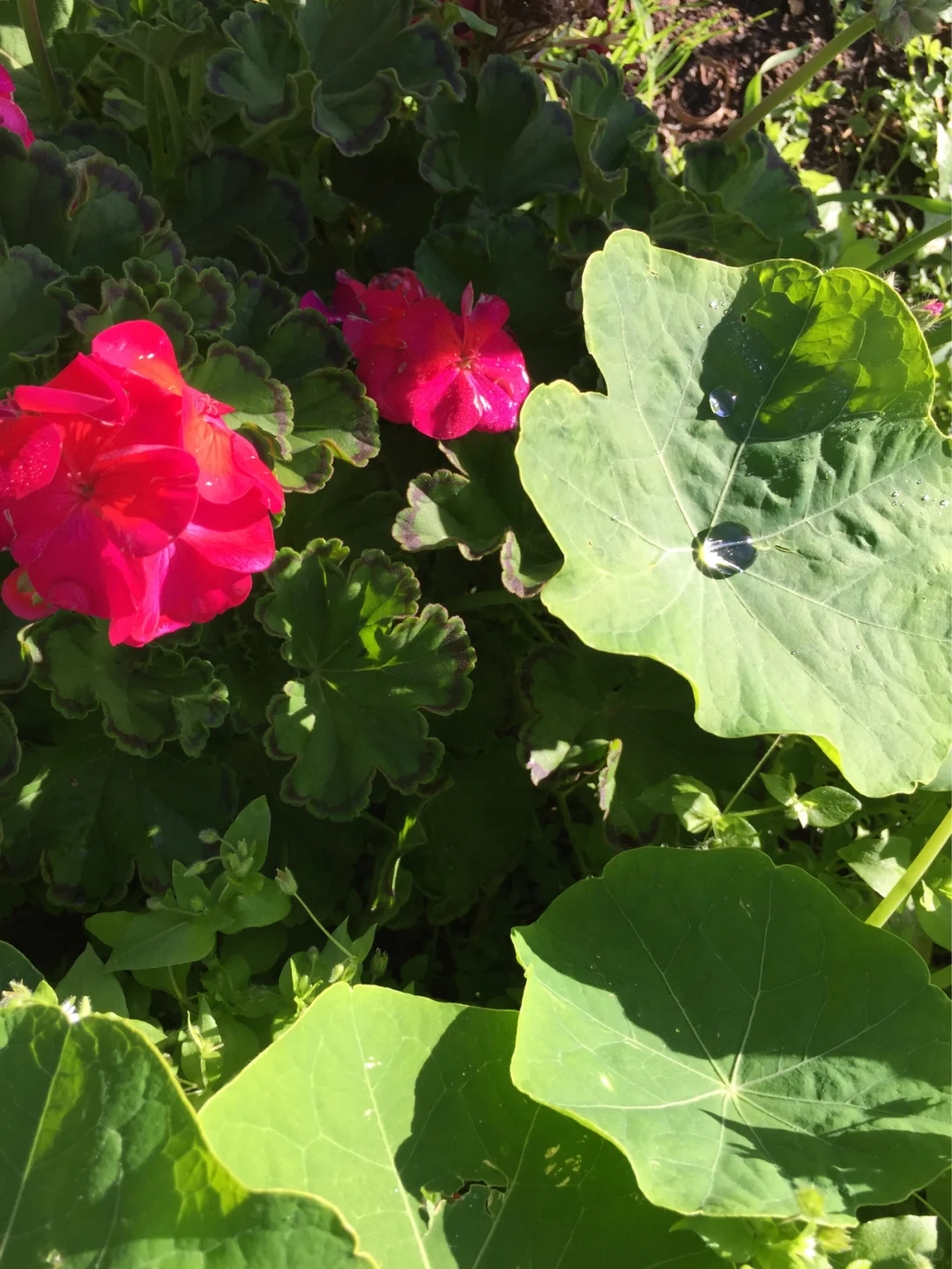 魅力多姿的植物：天竺葵