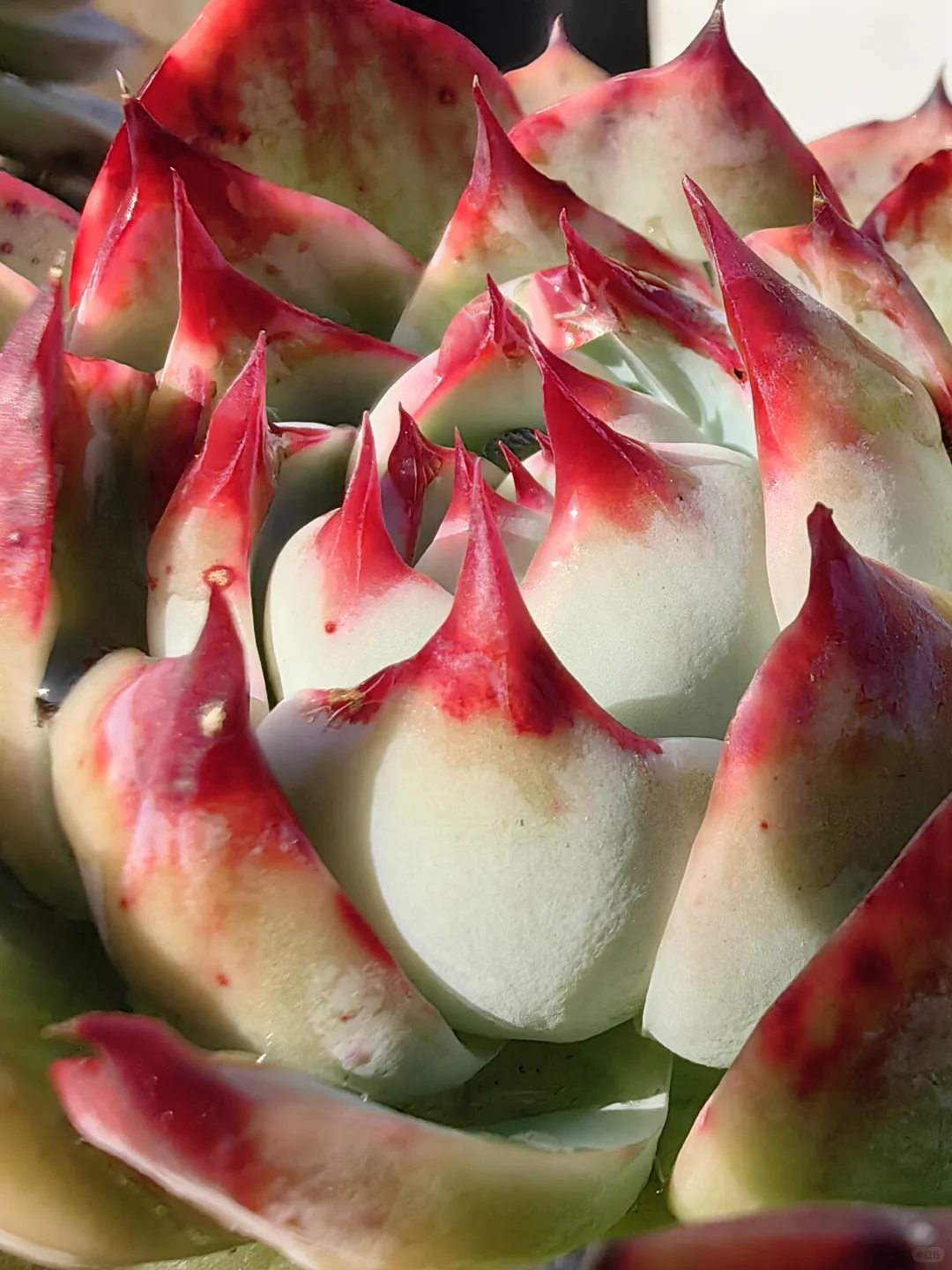 娇艳欲滴具现化