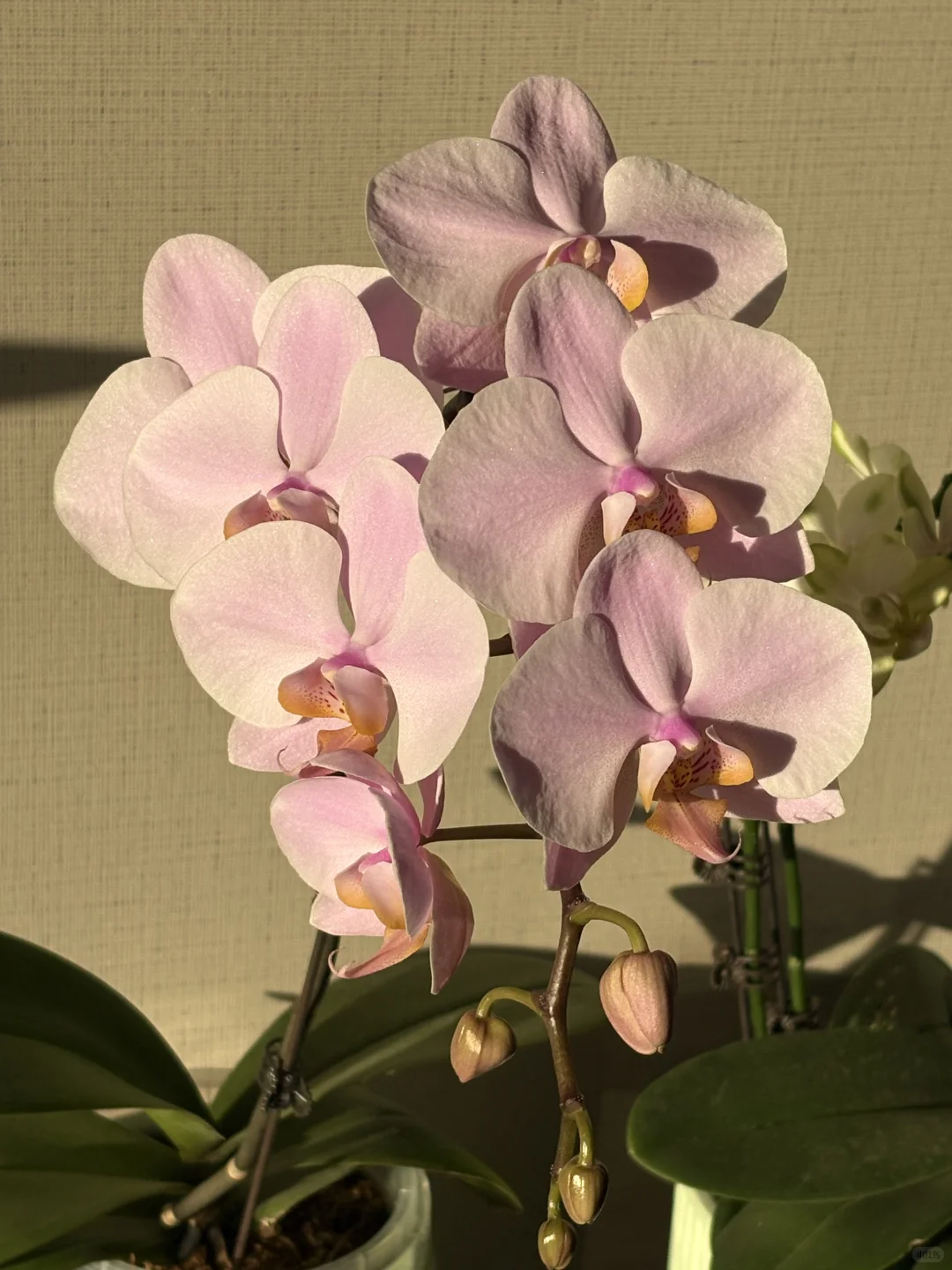 蝴蝶兰萨利纳斯