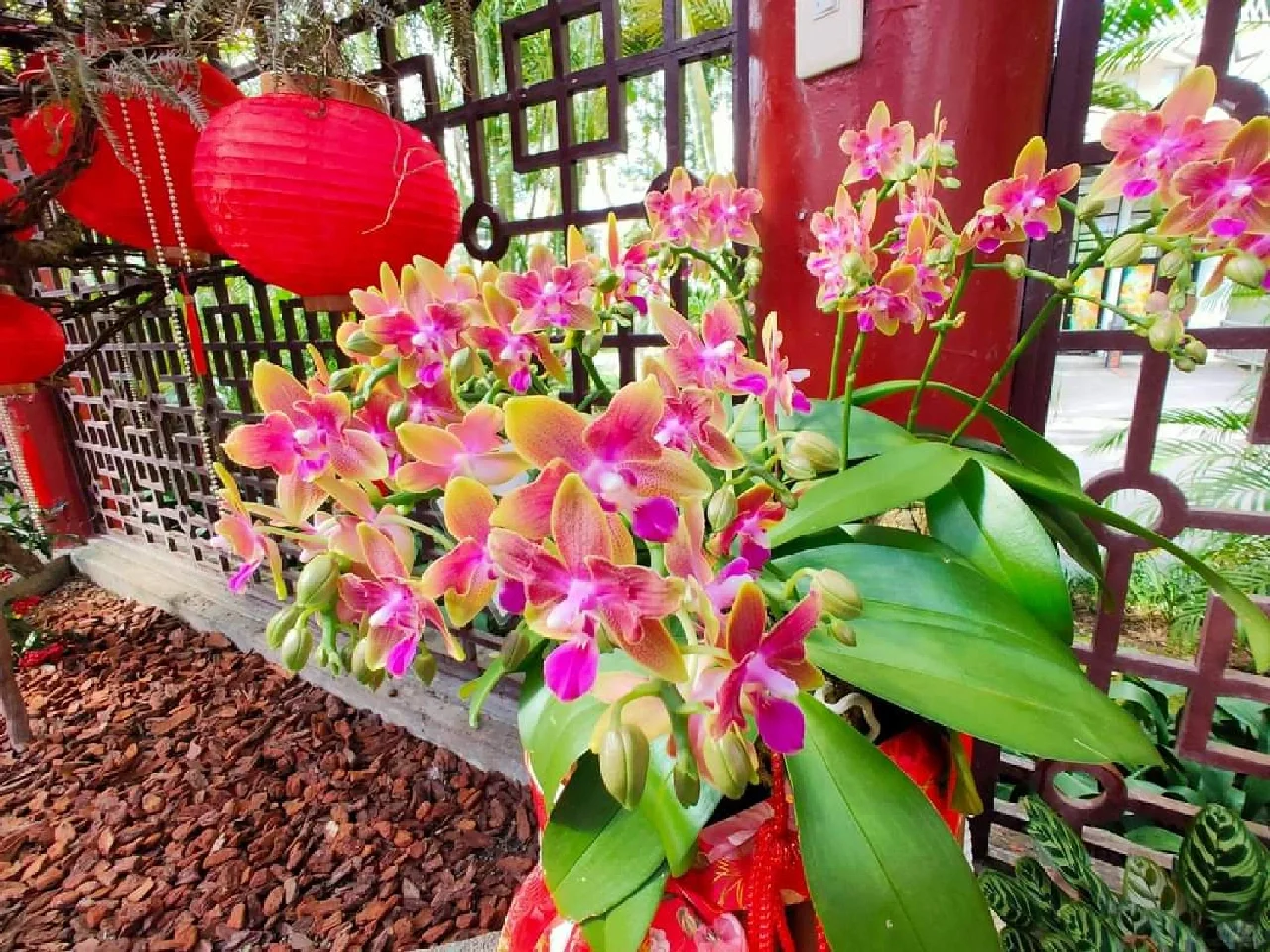 蘭花，靜、香，盡享美艷姿色