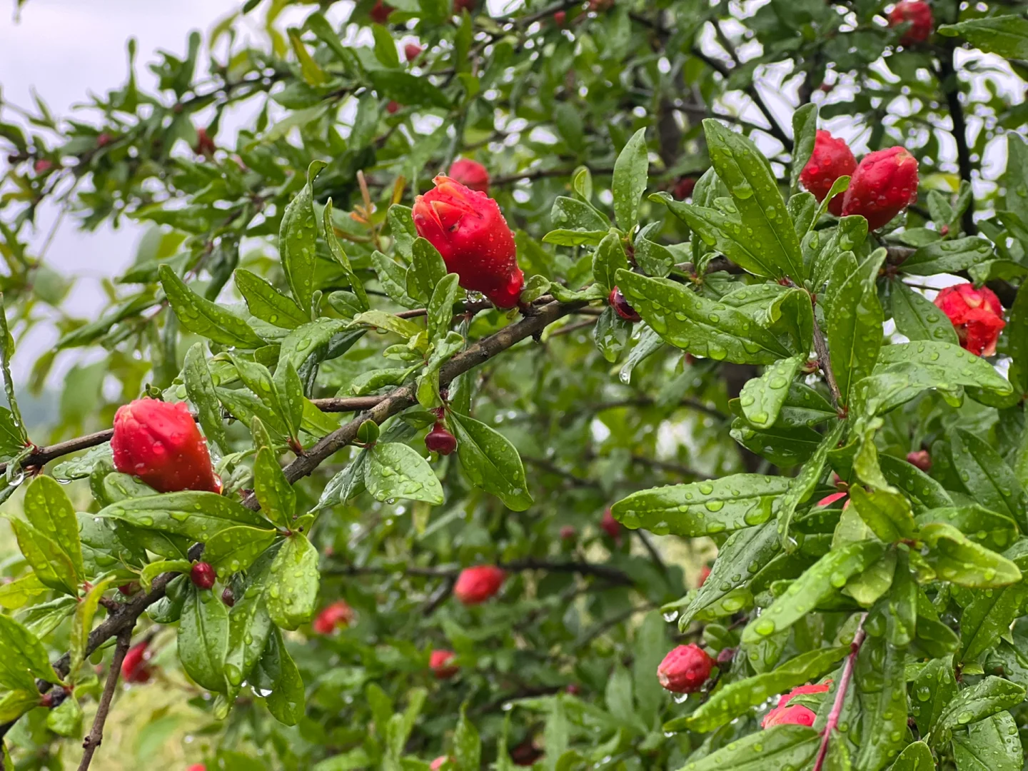 #娇艳欲滴有了具象化的描述