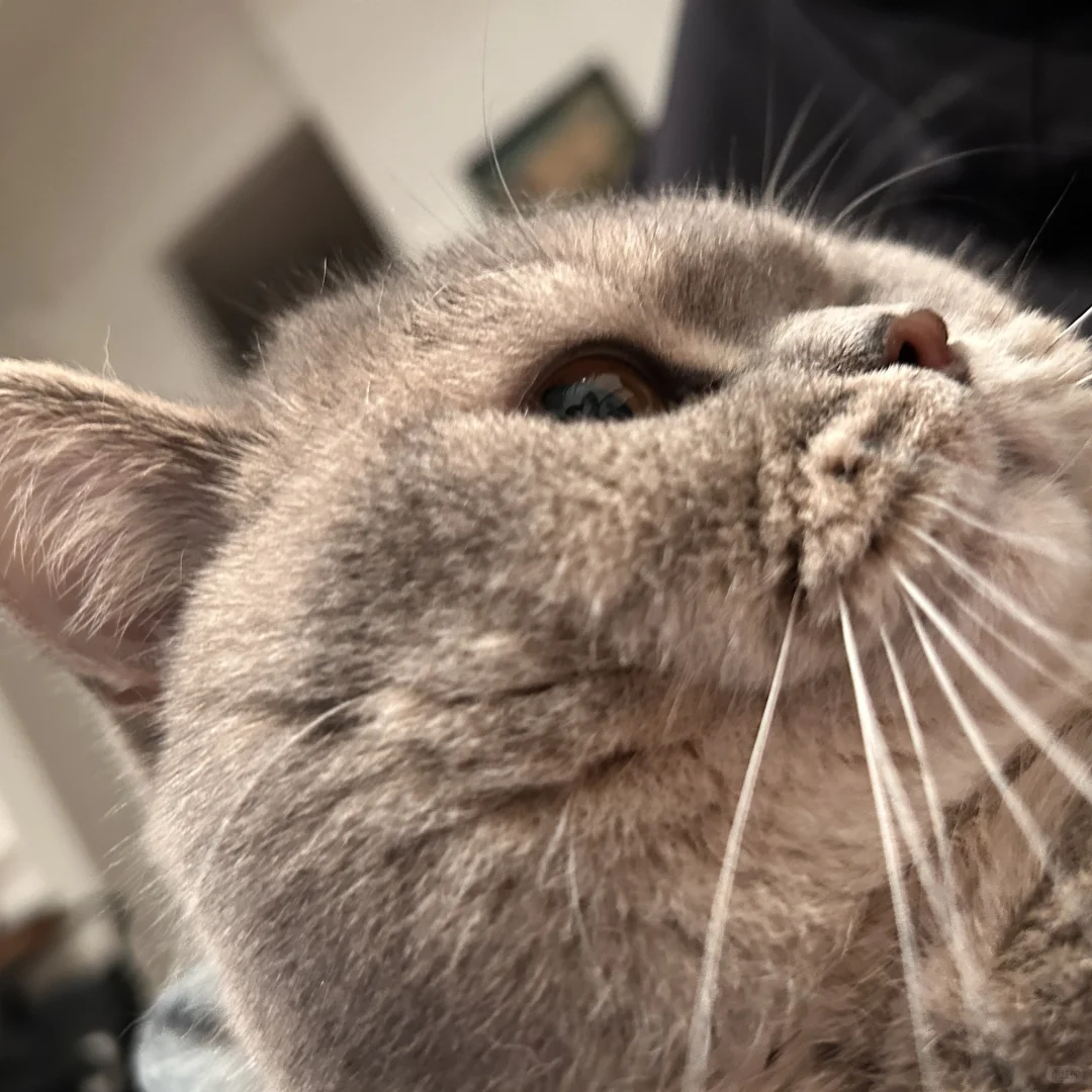 左滑看超绝媚眼猫～