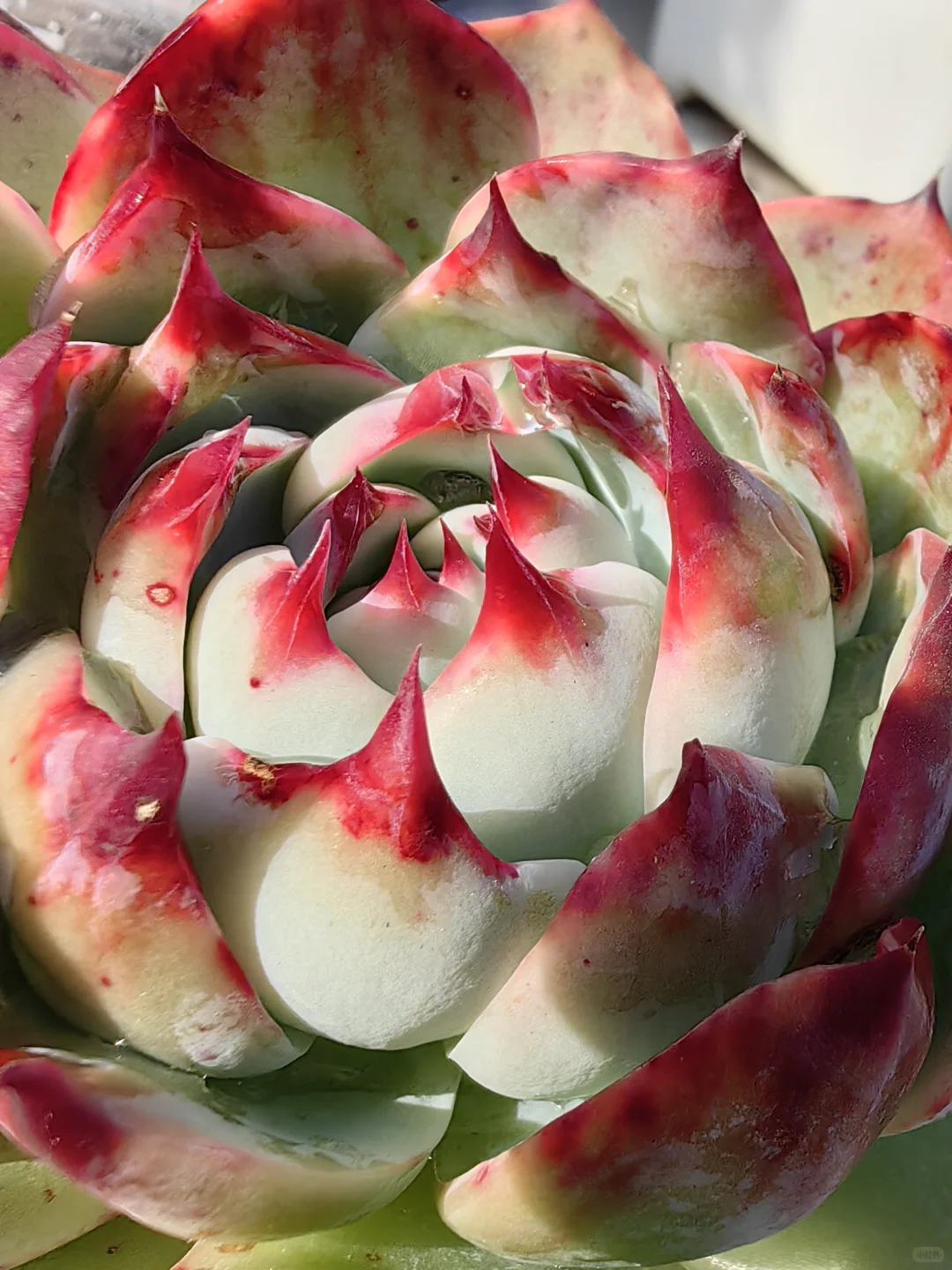 娇艳欲滴具现化