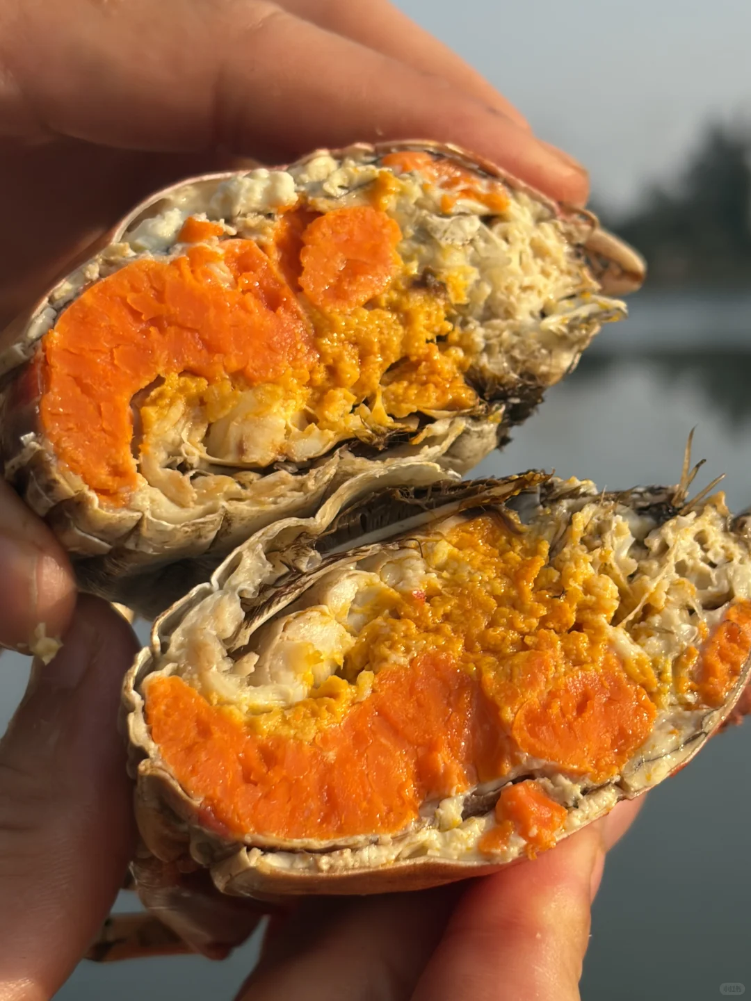 大降温！大残母蟹肥成红薯精了🤣