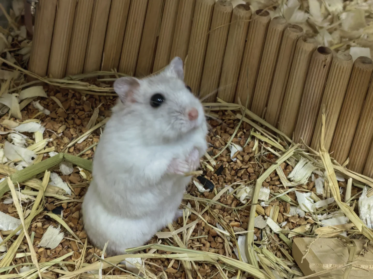 欣赏一下喜宝的媚眼