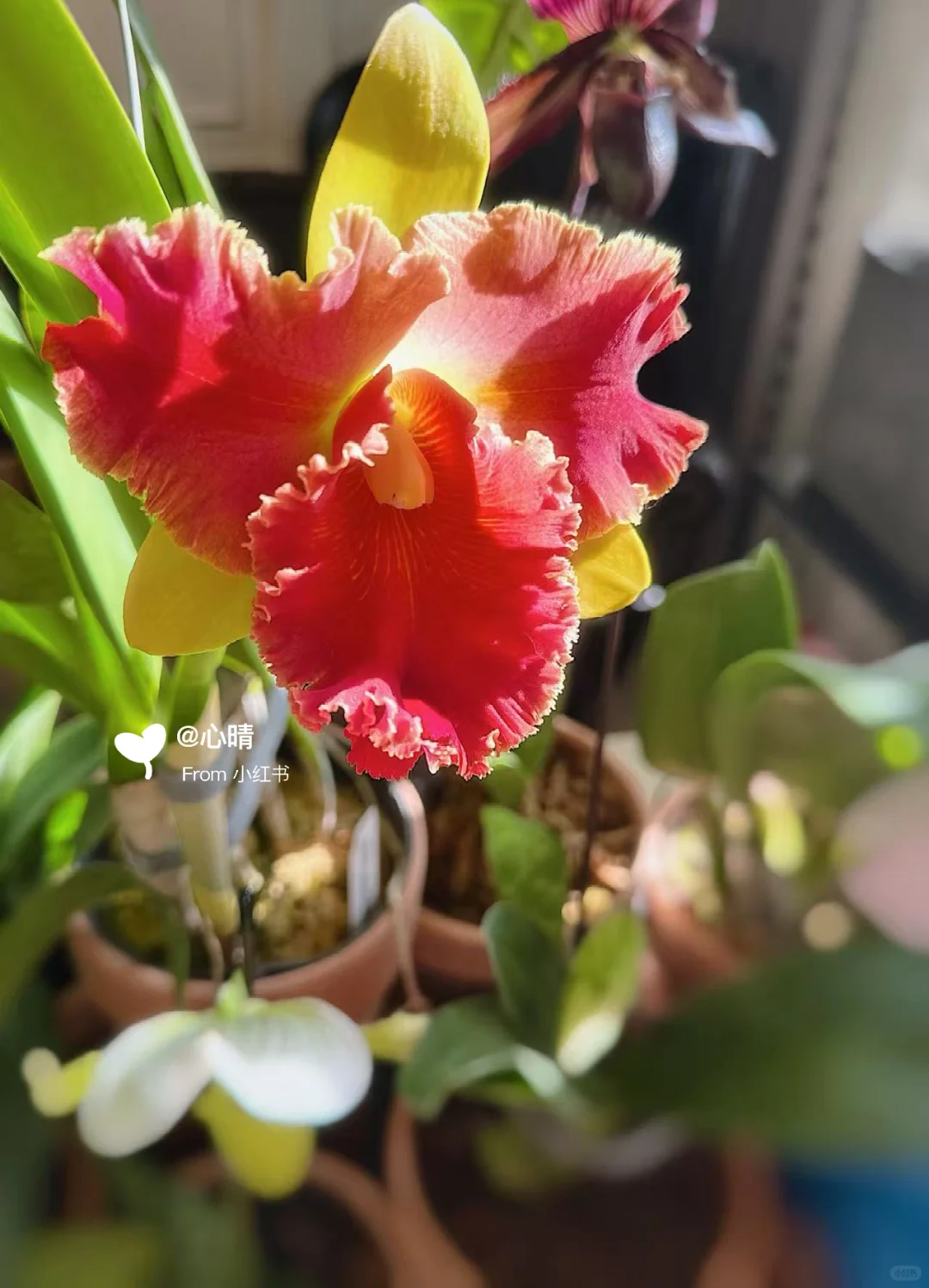 卡特兰魔术师开花记录