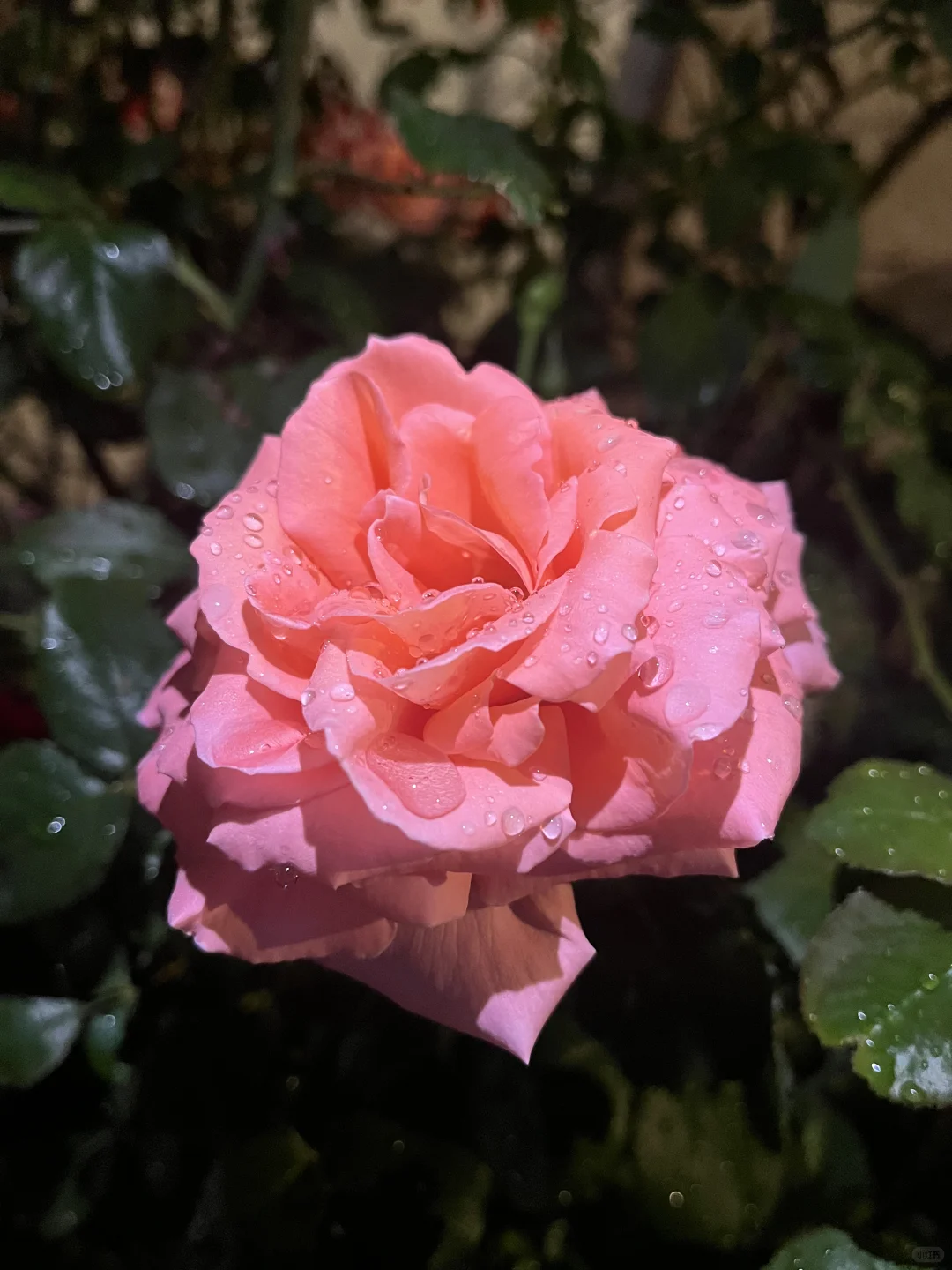 娇艳欲滴具像化了