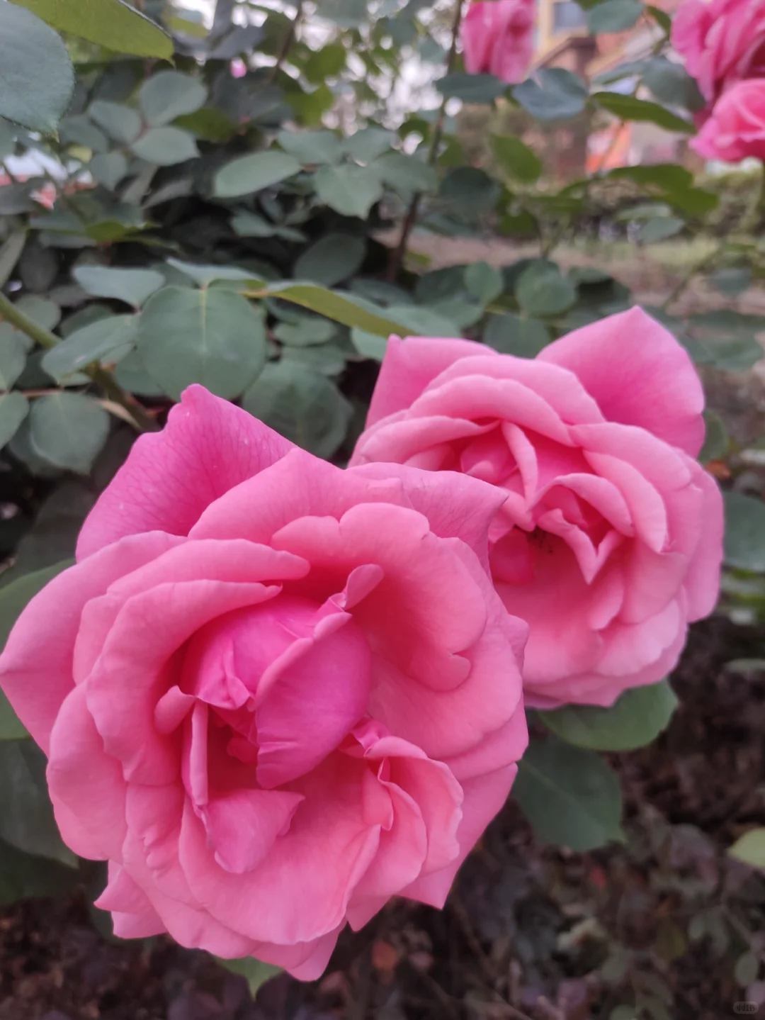 婀娜多姿的月季🌹