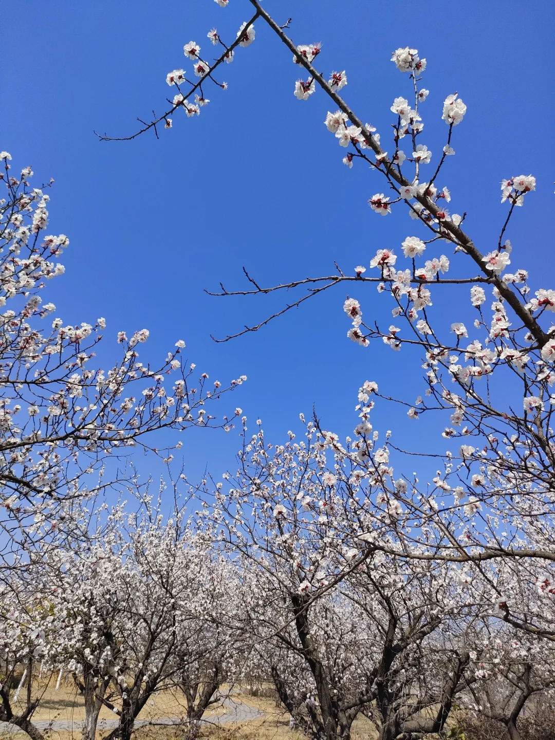 春物竞相妒，杏花应最娇