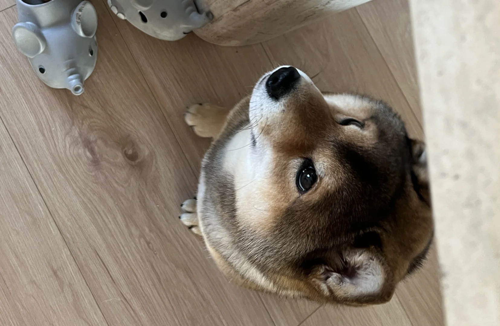 🐶：今天我将给所有人脸色看！