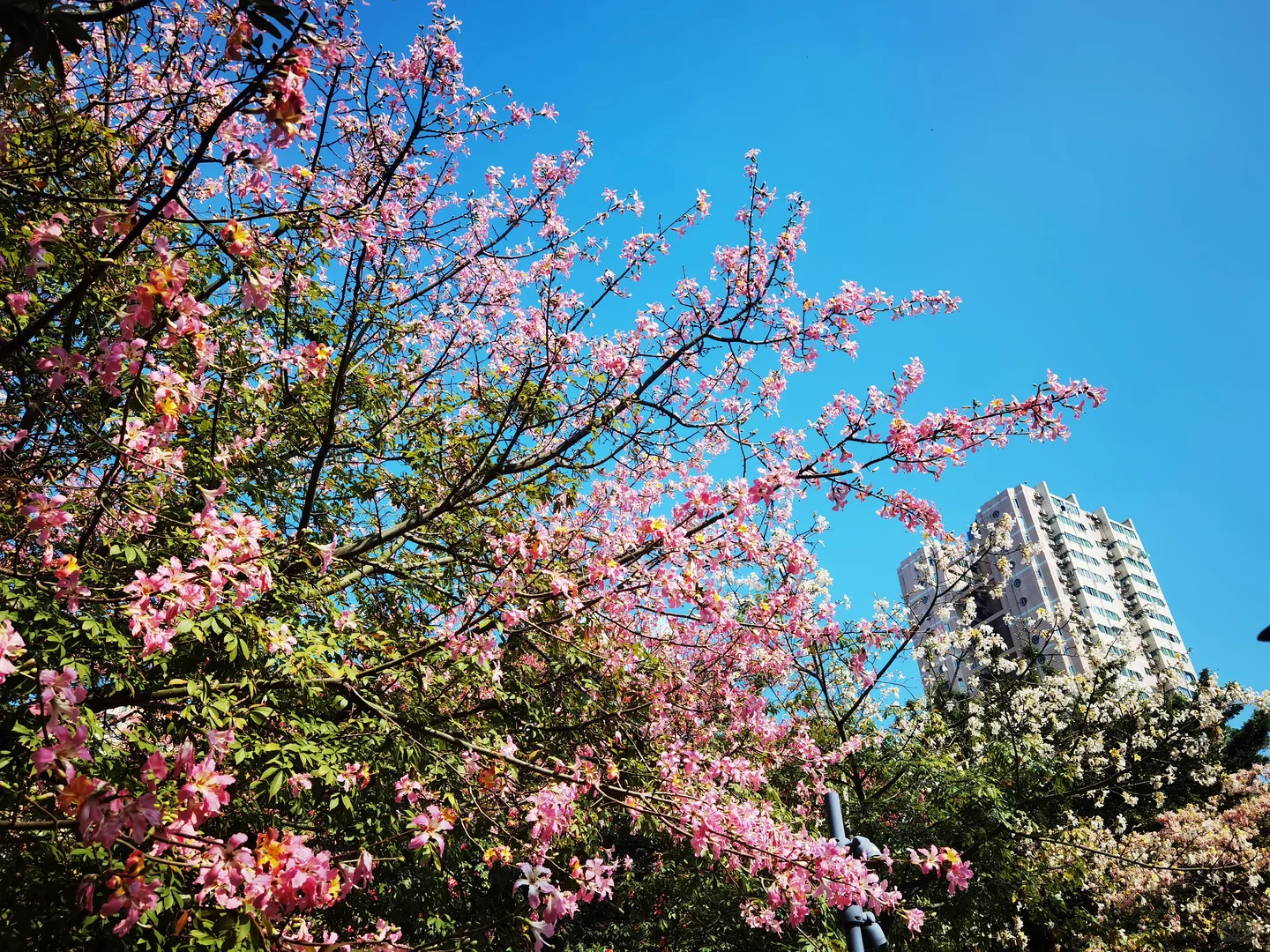 华为p40拍摄，不出市区的异木棉花海