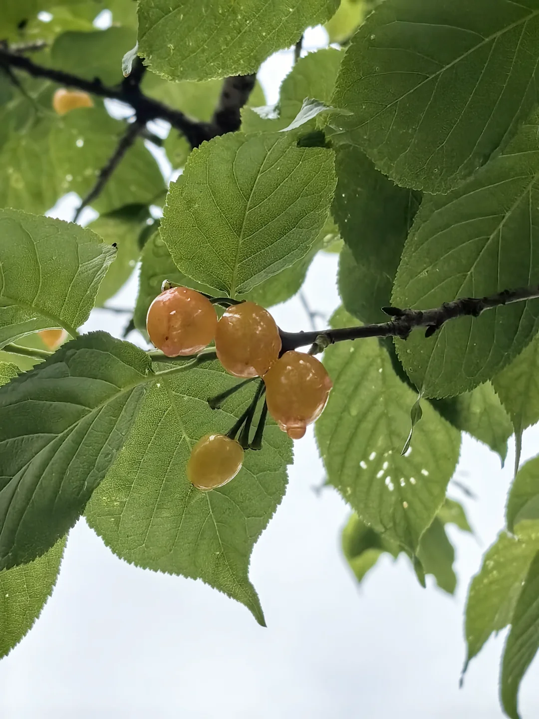 收集春天的小确幸～娇艳欲滴