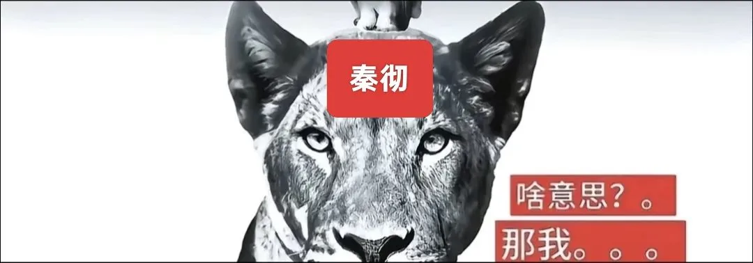 自存秦彻相关抽象文案