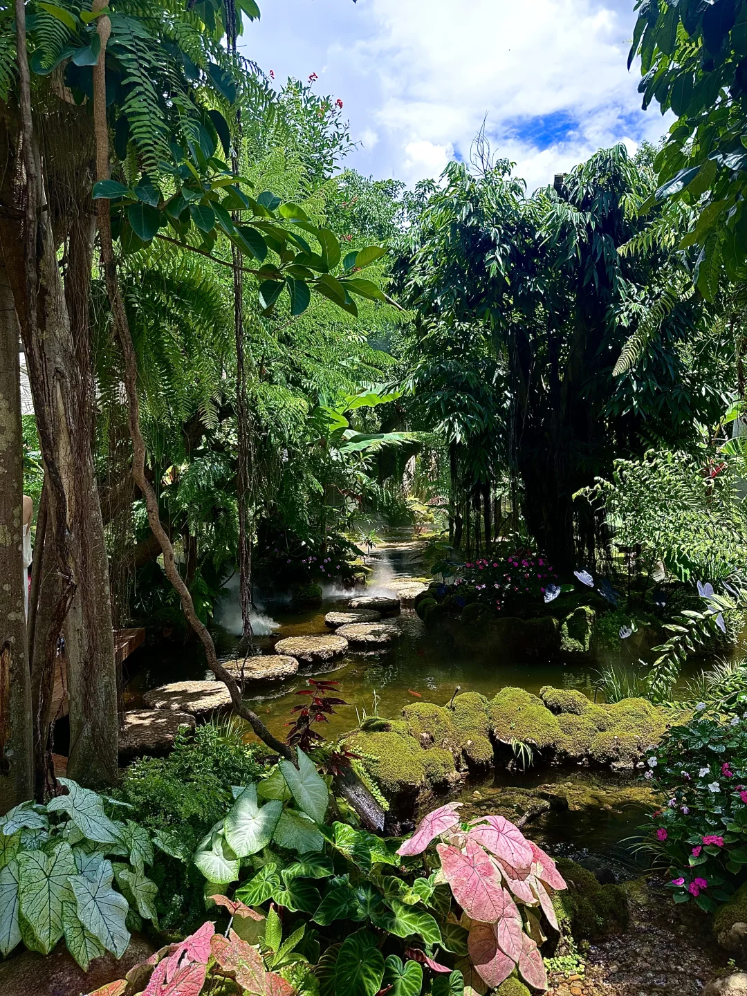 误入版纳爱丽丝梦游仙境