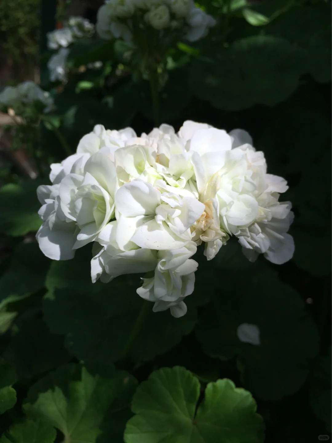 魅力多姿的植物：天竺葵